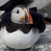puffin_atlantic_msi_h_1248_can0868.jpg